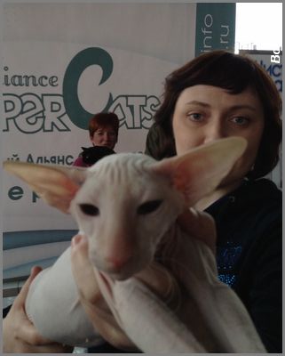 Best Peterbald in ASC Show